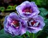 Gloxinia PF-MINERVA 